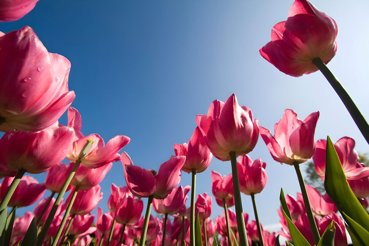 Pink tulips against a clear blue sky