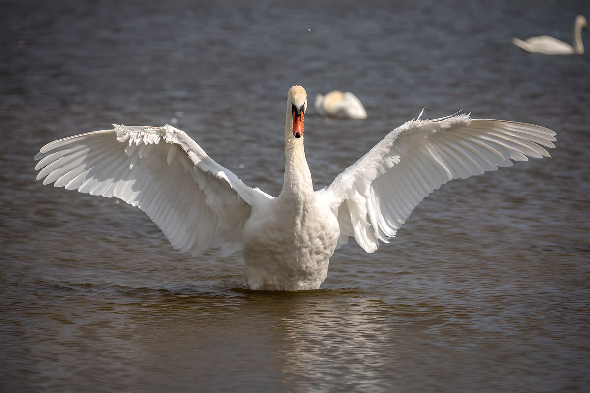 Mute swan with wings spread wide