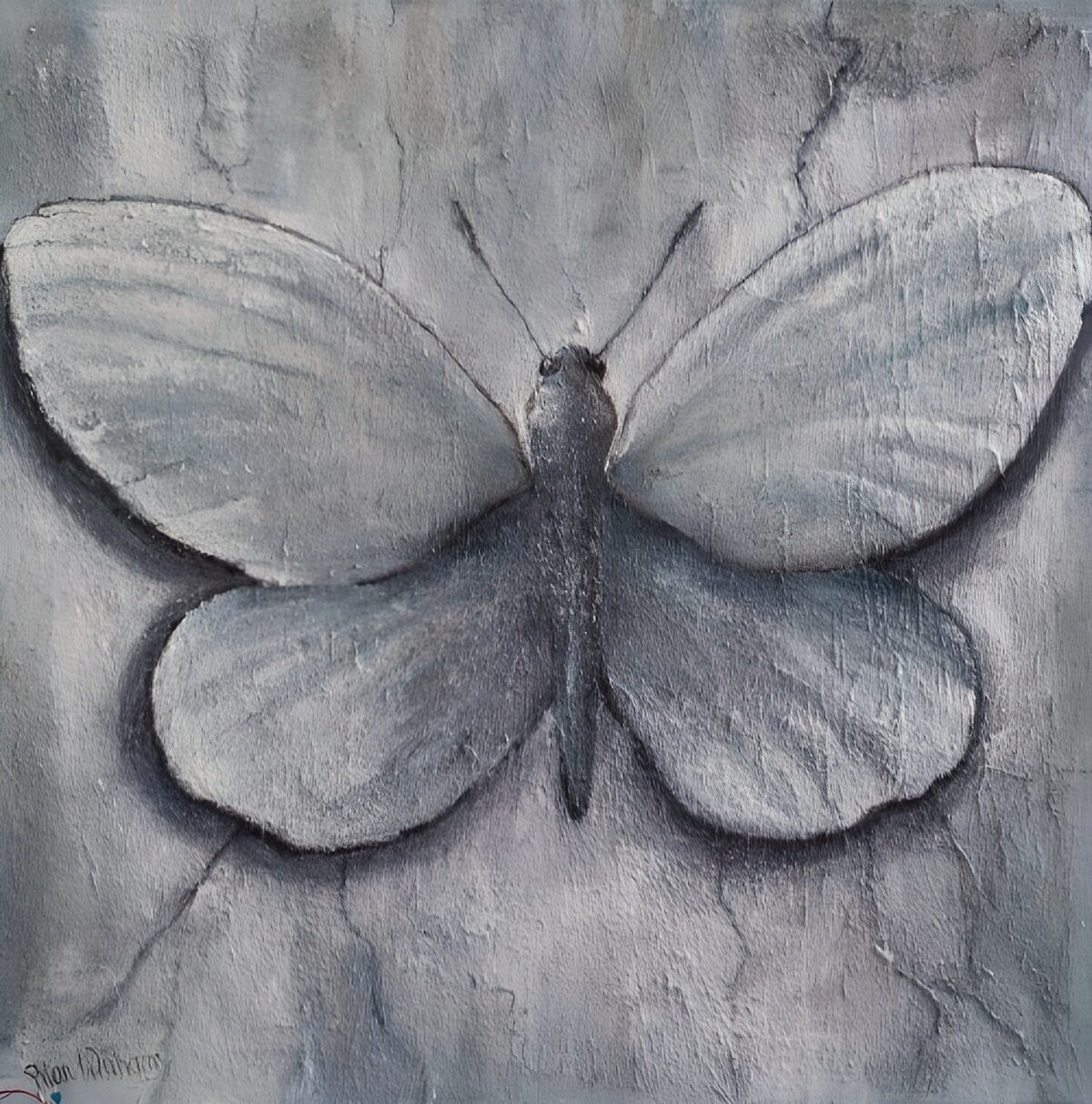 Silver-grey butterfly in soft shadow