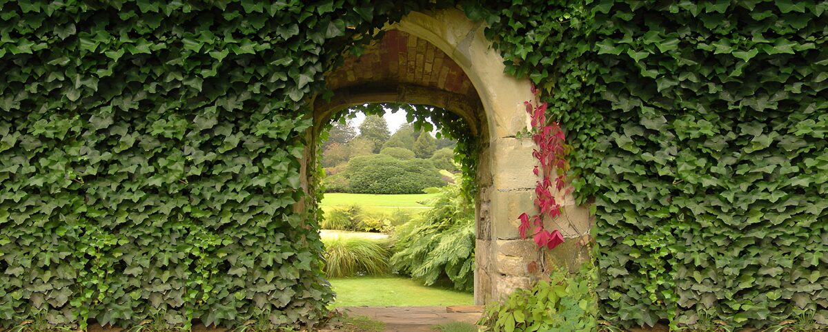 Ivy-covered arch to a quiet garden