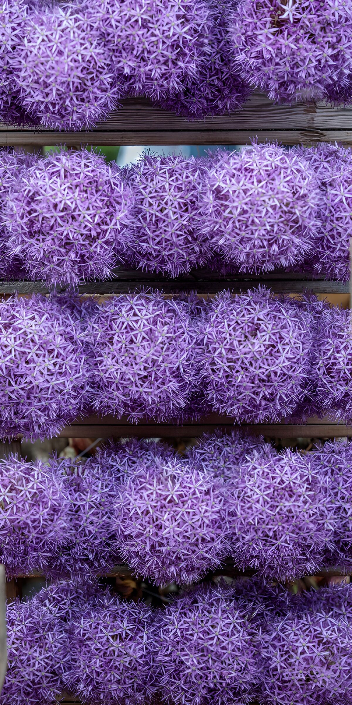 Purple alliums in neat wooden rows