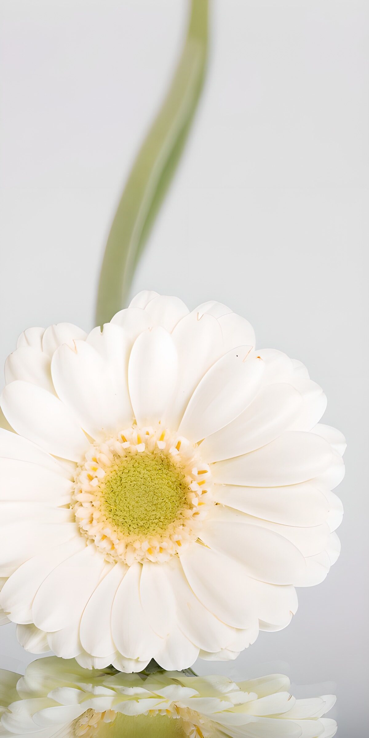 White gerbera with a soft reflection