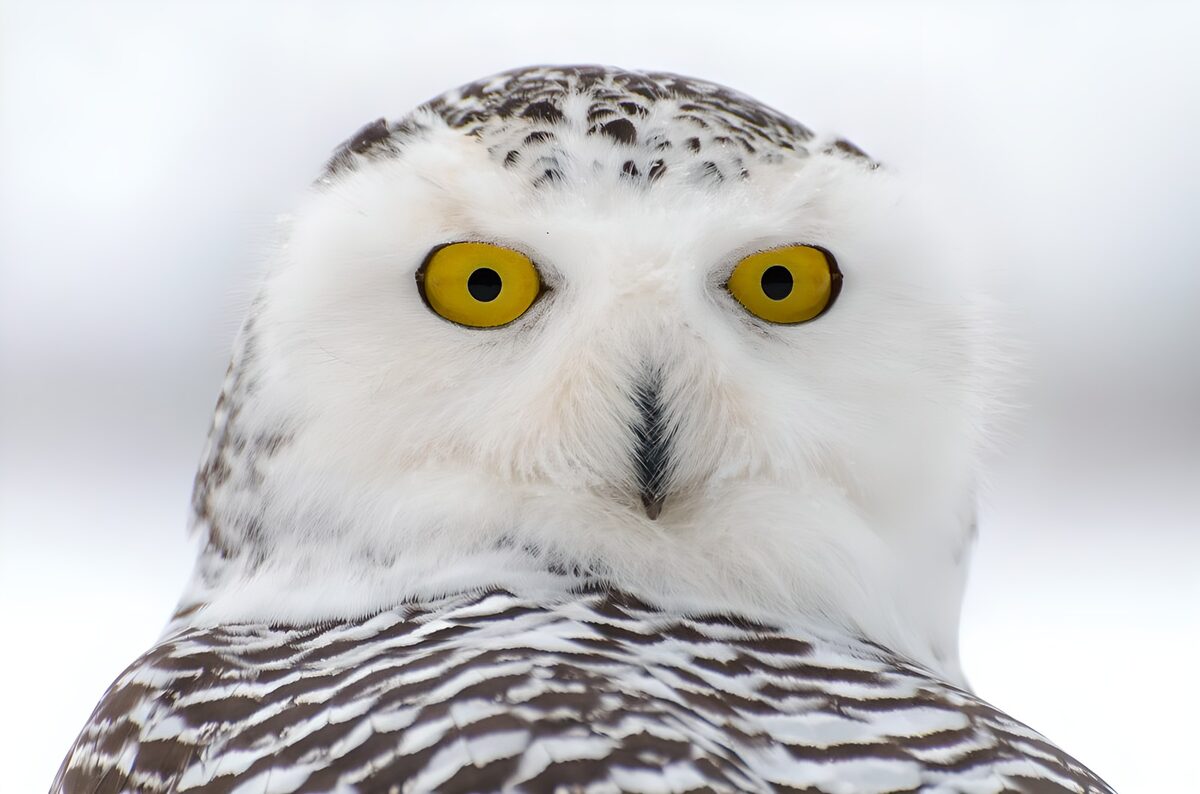 Snowy owl with a steady gaze