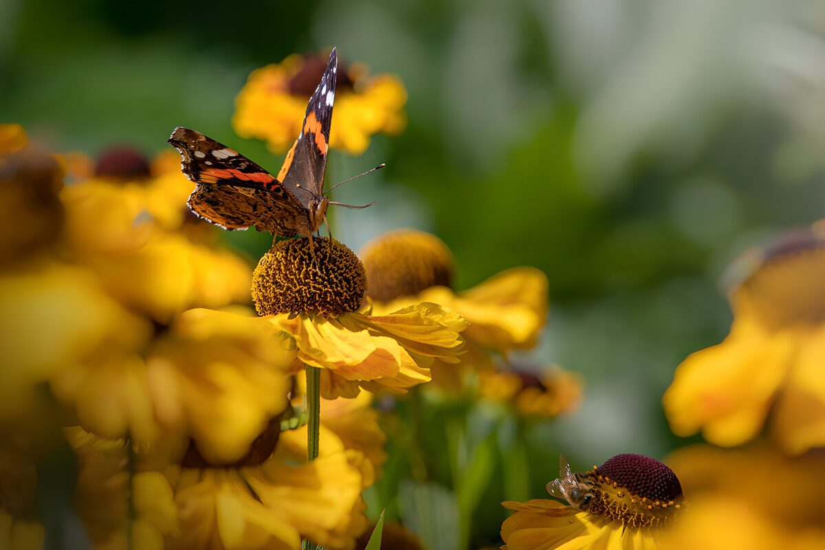 Red admiral on a sunlit yellow flower