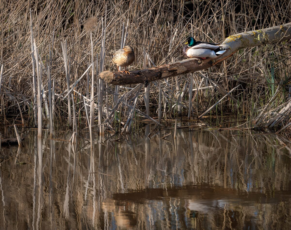 Two mallards resting on a fallen trunk