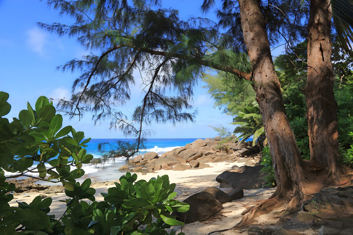Sunlit beach framed by shady trees