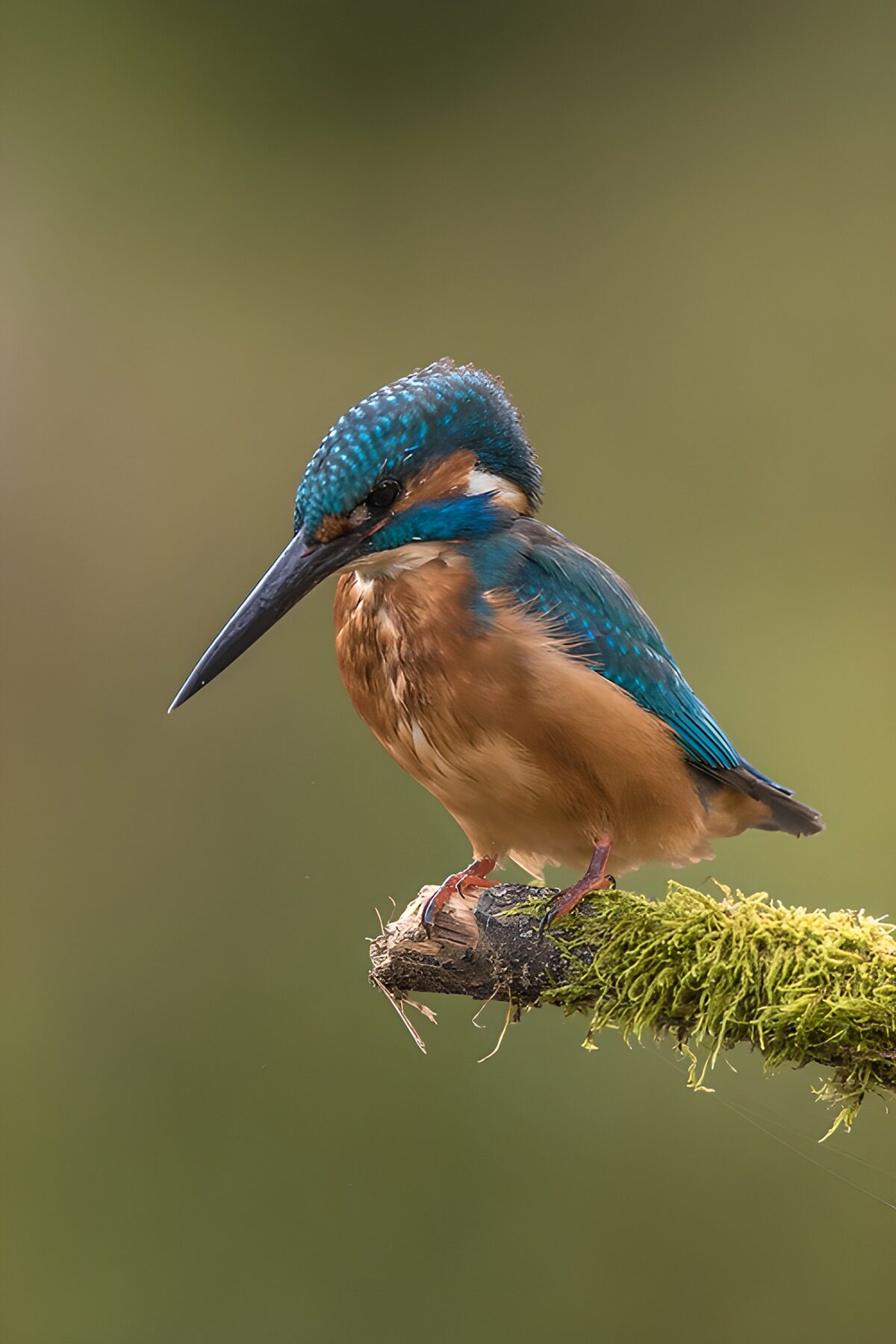 Watchful kingfisher on a mossy branch