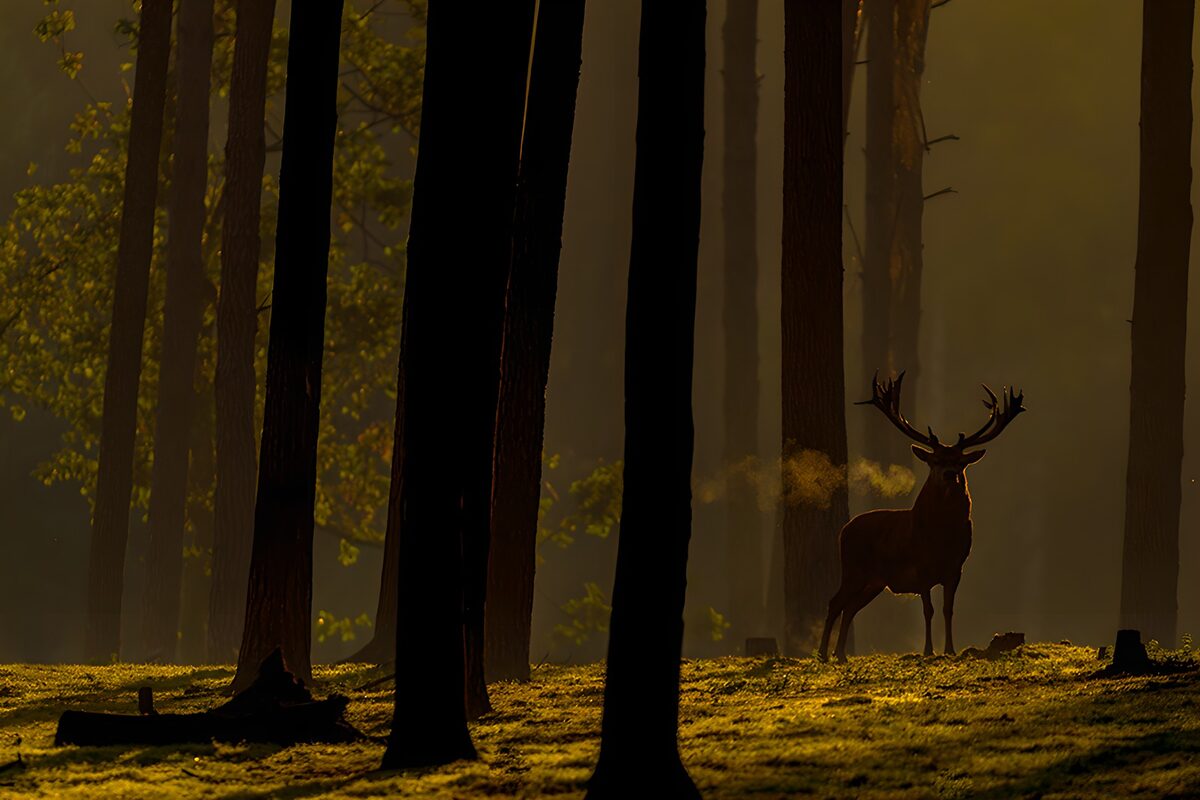 Deer in a forest of light and shadow