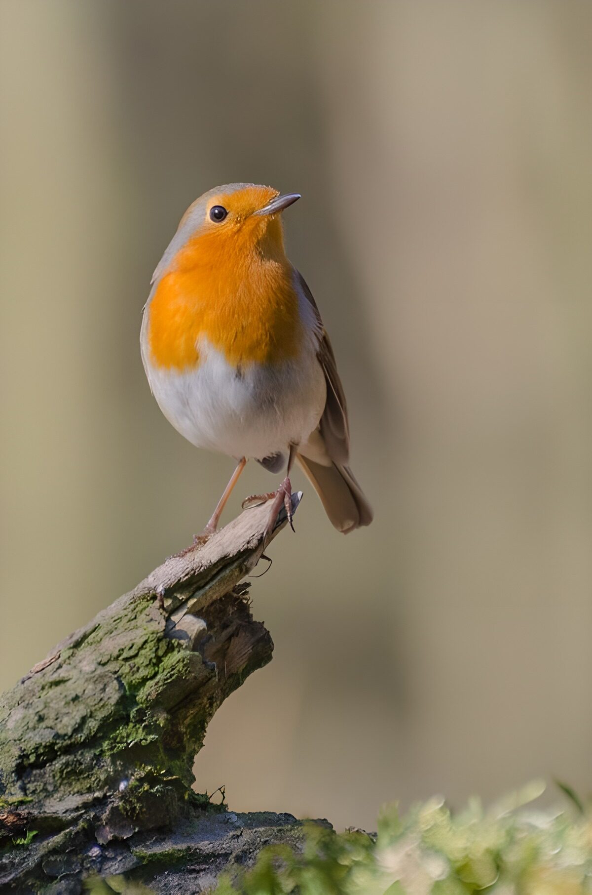 Robin on a mossy stump, poised and alert