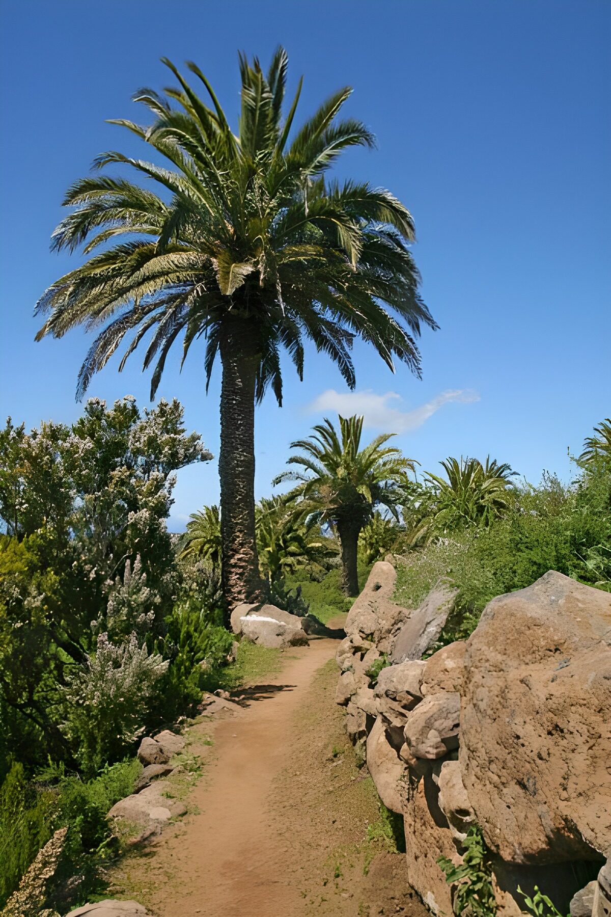 Sunlit path between palms and rocks