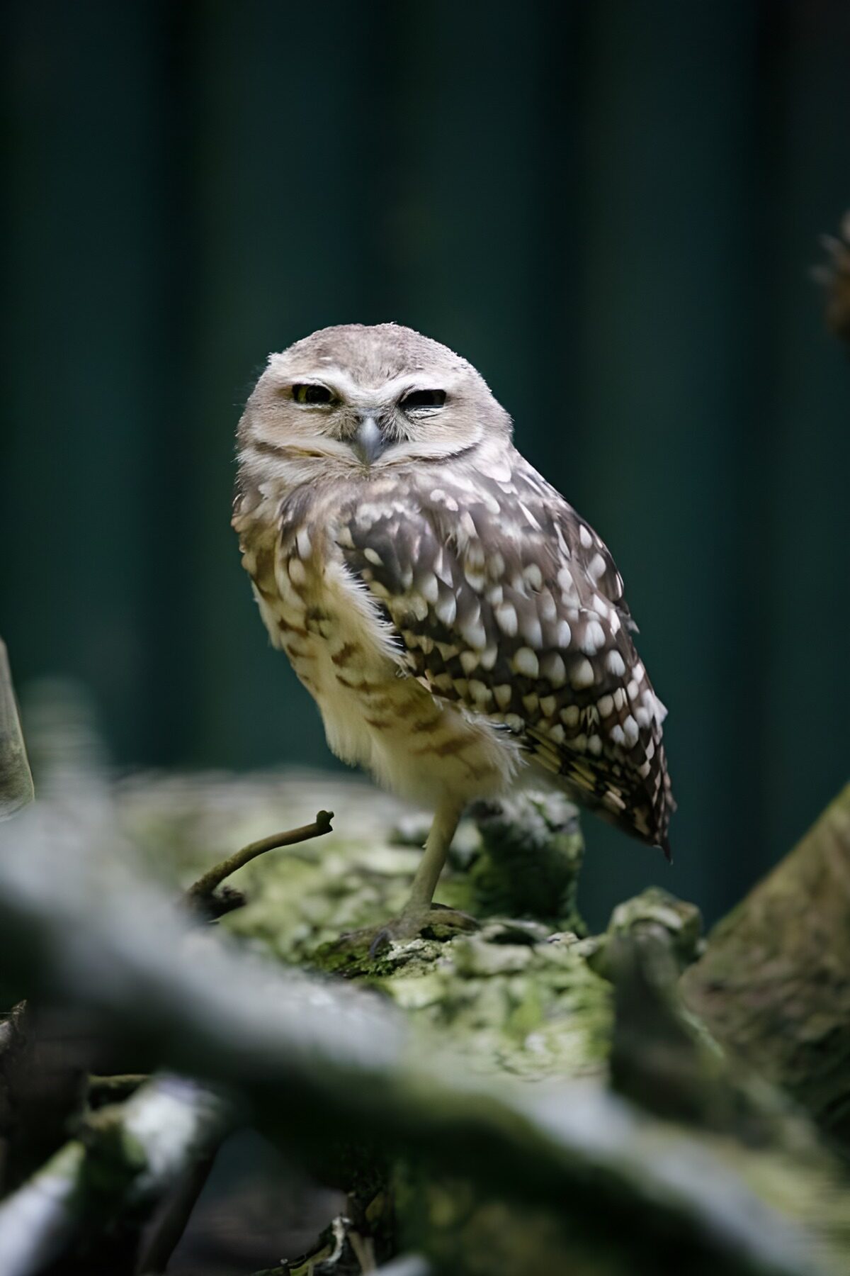 Sleepy owl on a mossy perch