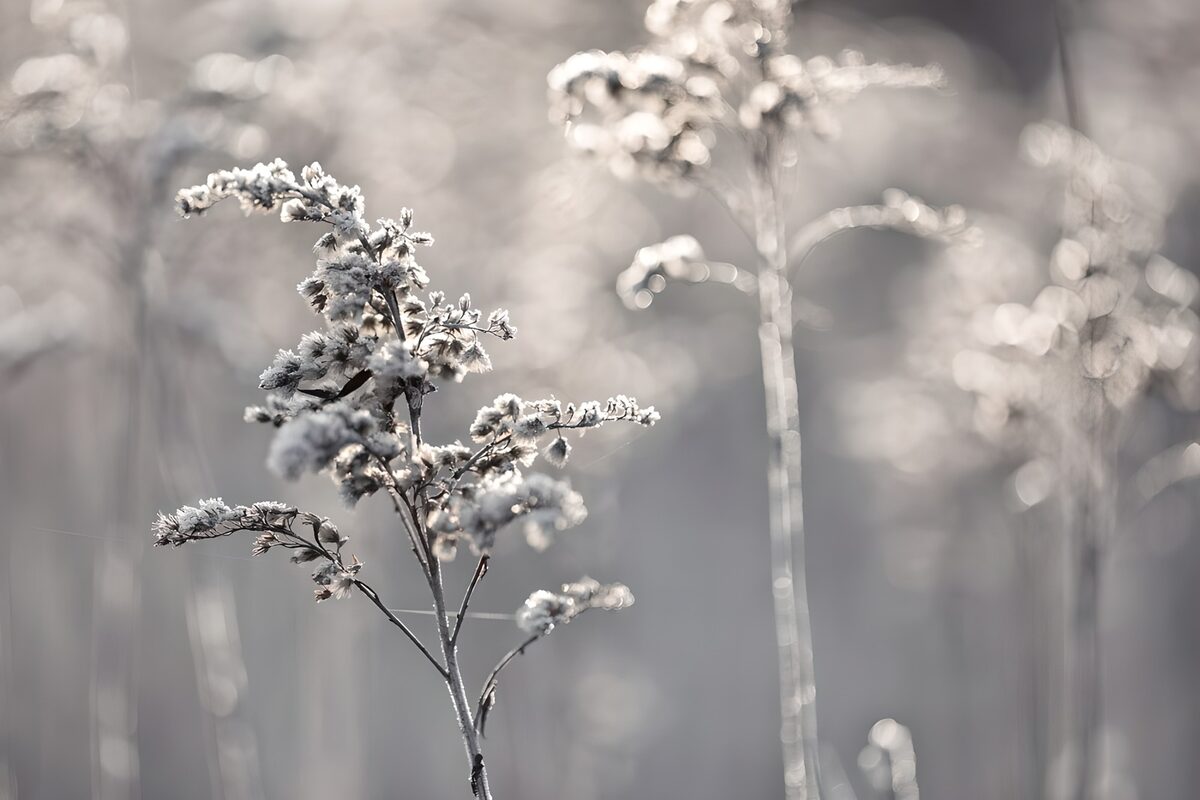 Frost-covered stems in soft winter light
