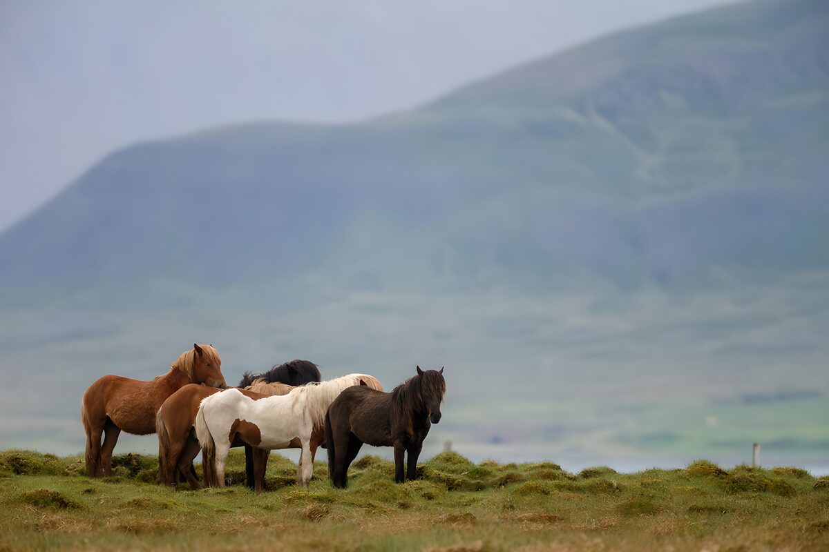 Horses on a quiet mountain pasture