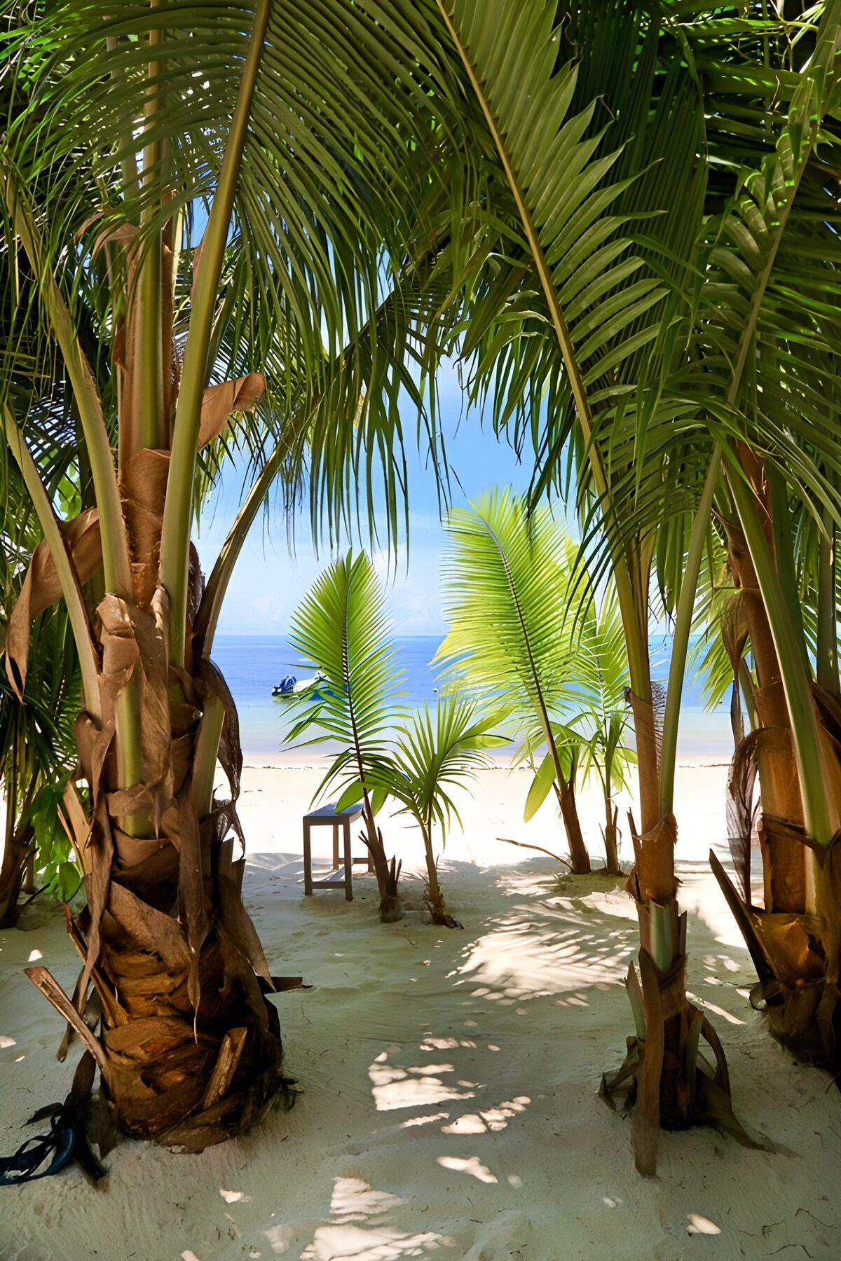 Turquoise sea through shady palms