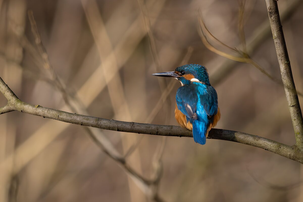 Kingfisher, a blue note in the branches