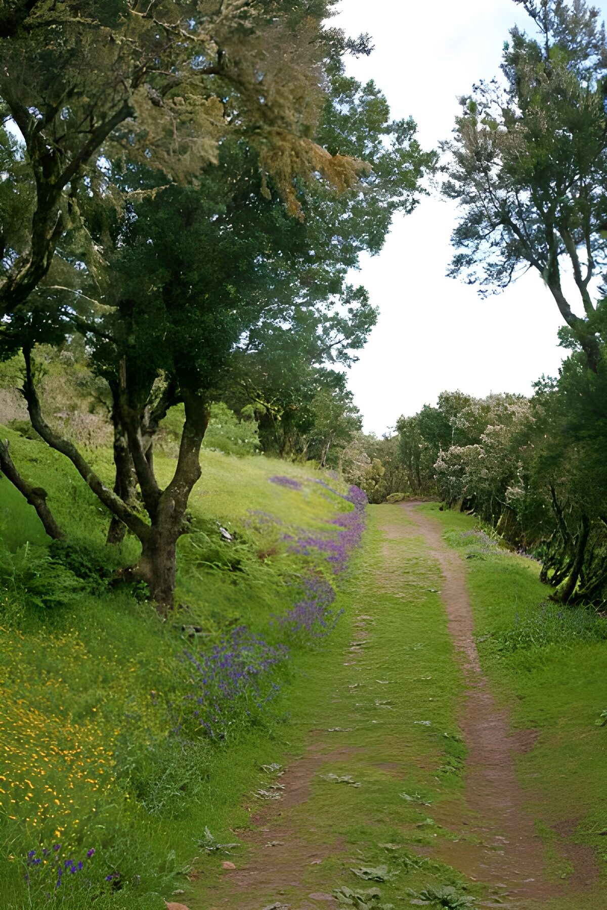 A quiet woodland track with wildflowers