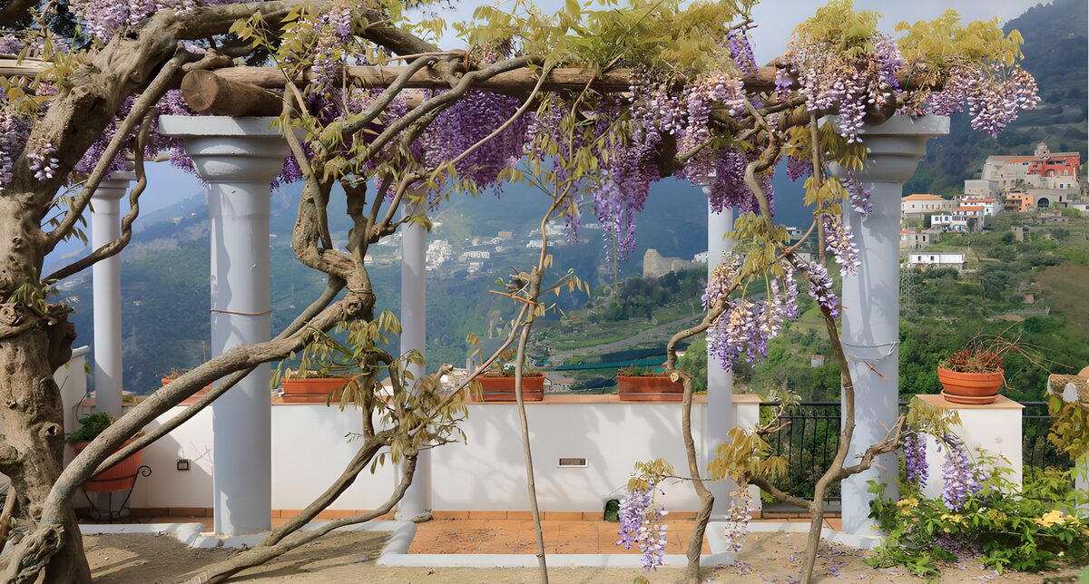 Wisteria pergola in spring sunshine