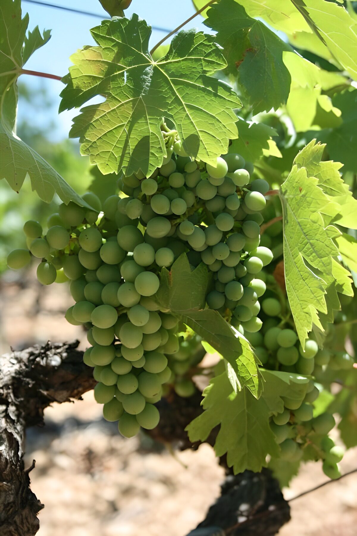 Green grapes in the summer sun