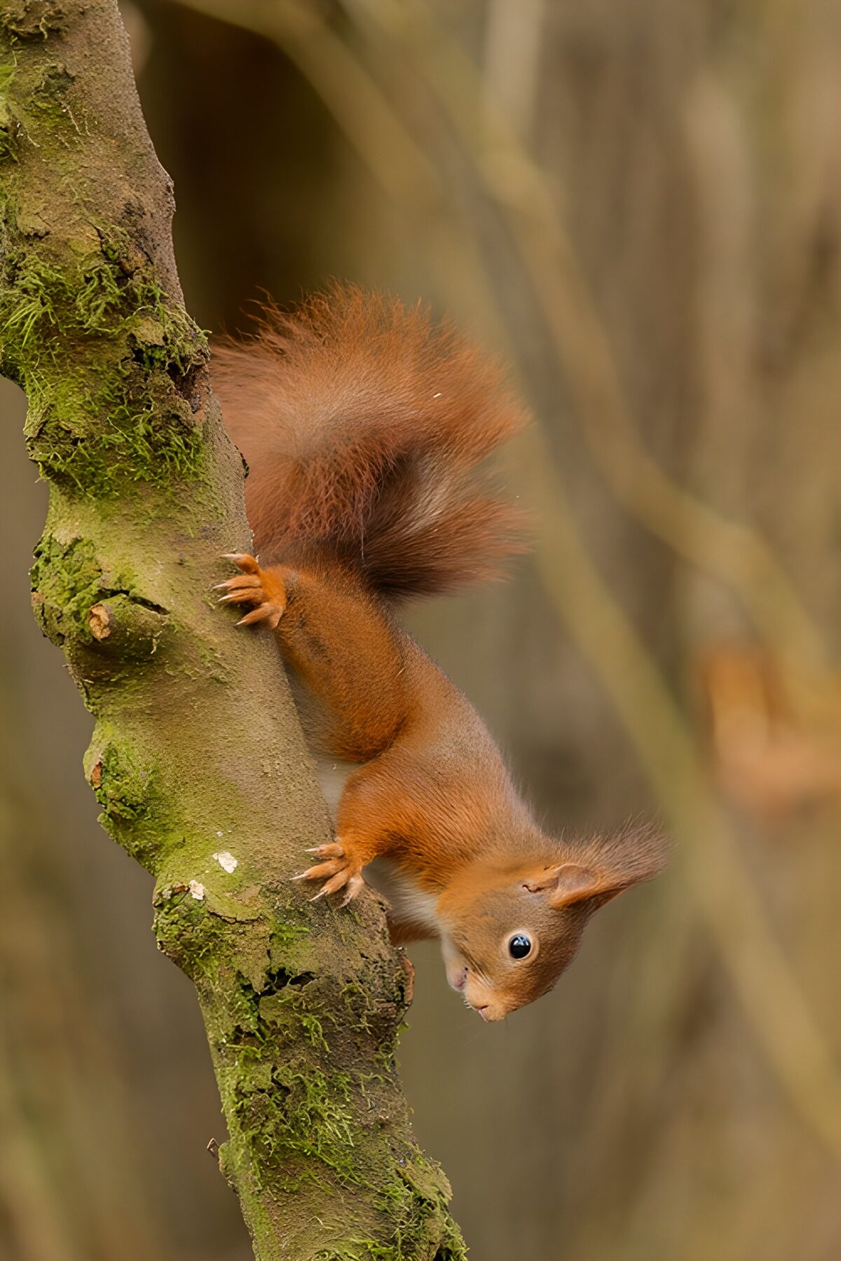 Red squirrel headfirst on a soft bed of moss
