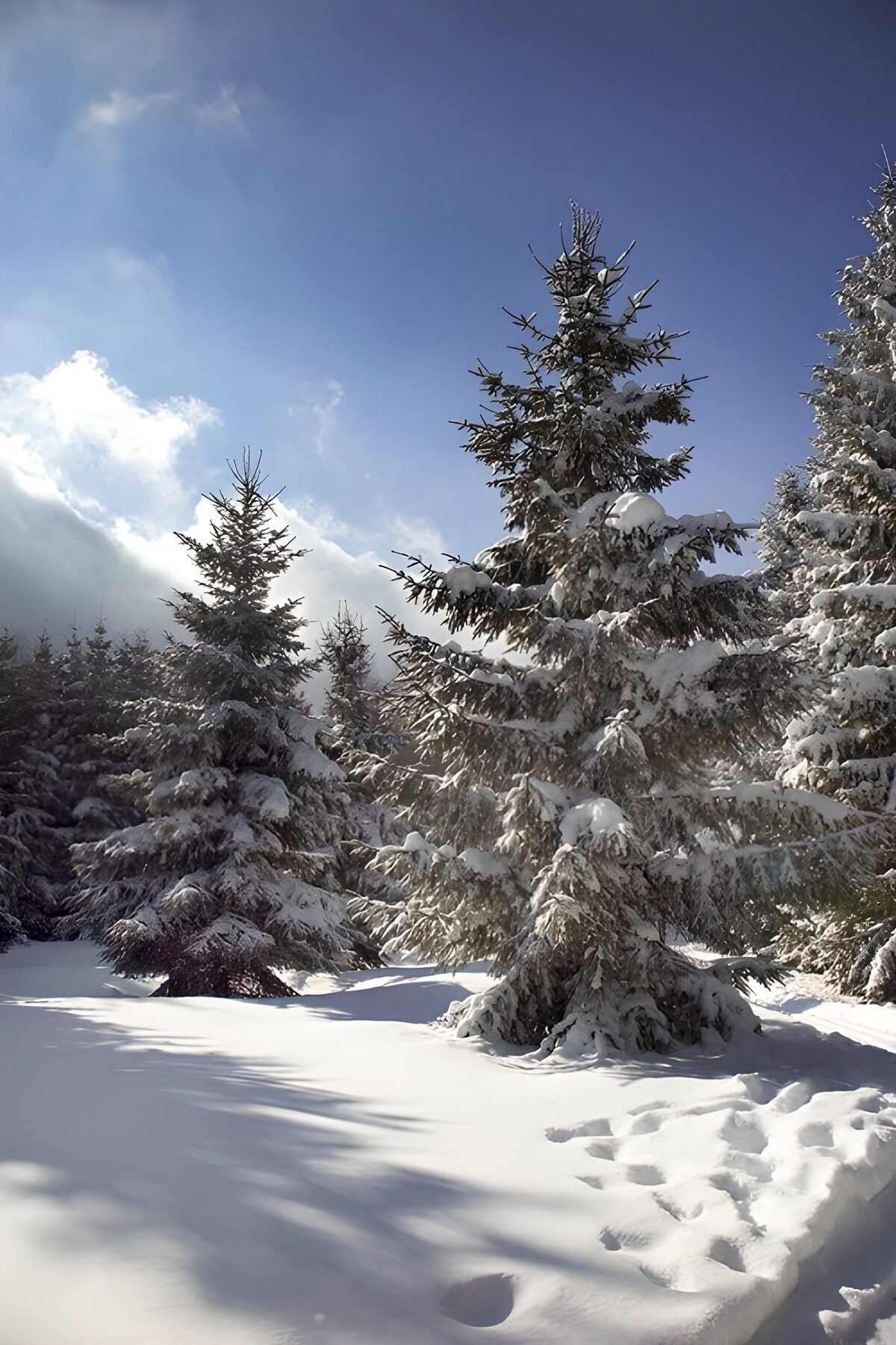 Snow-covered evergreens in winter sun