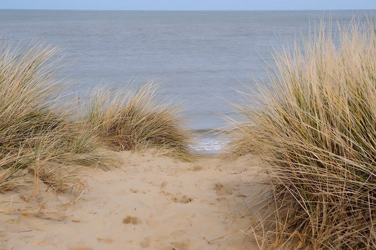 Dune grass and a quiet sea