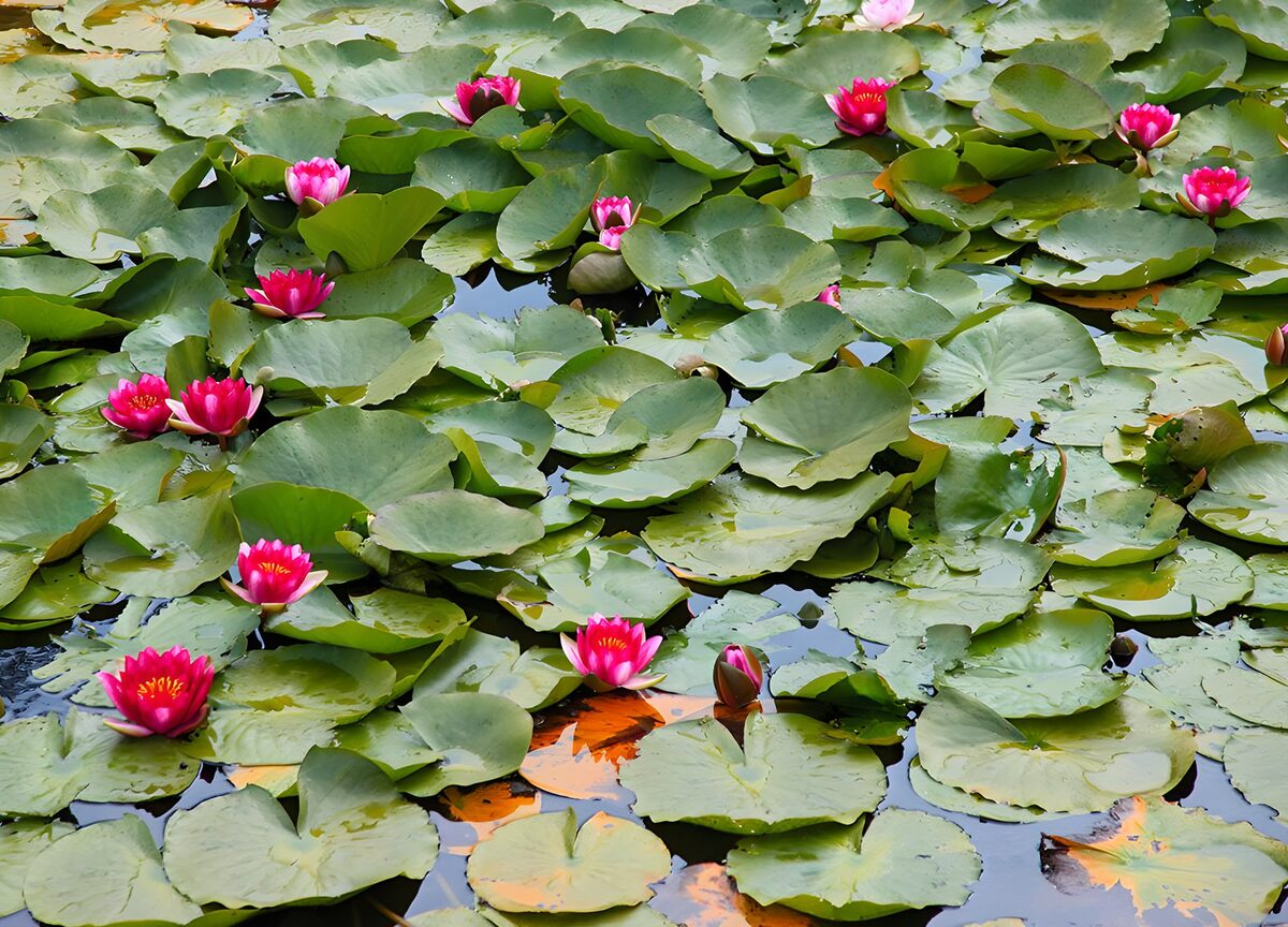 Pink water lilies, a hush of colour