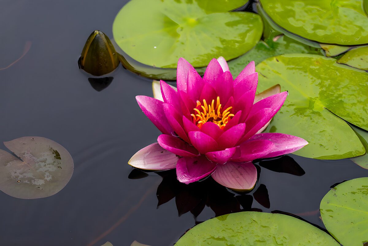 Pink water lily and its dark reflection