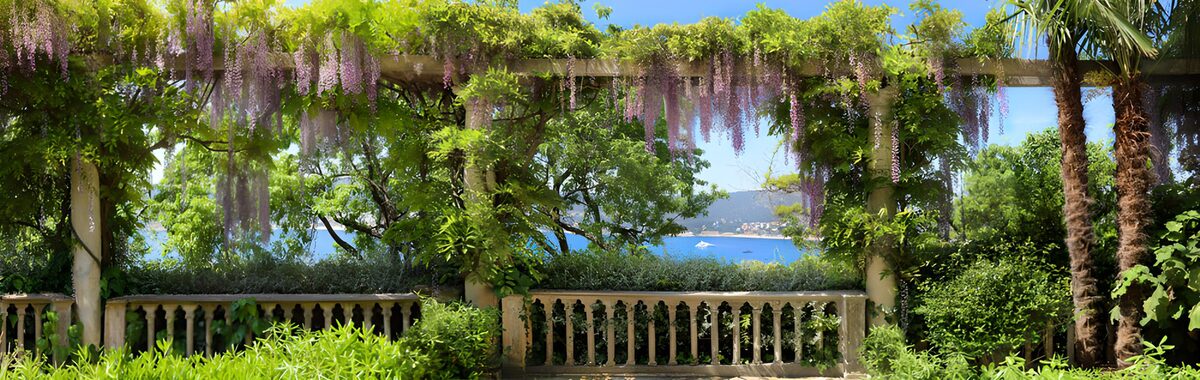 Wisteria pergola with a sunlit sea view