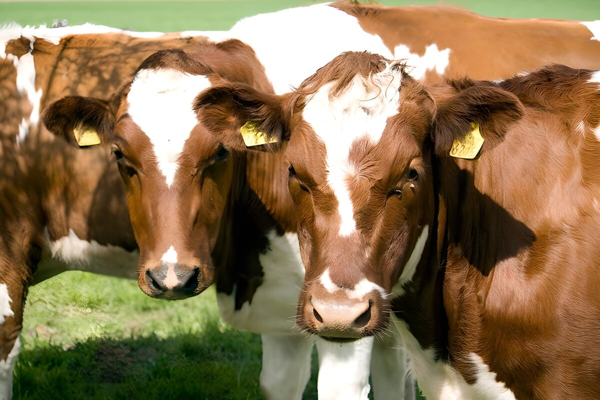 Brown-and-white cows in the sunshine