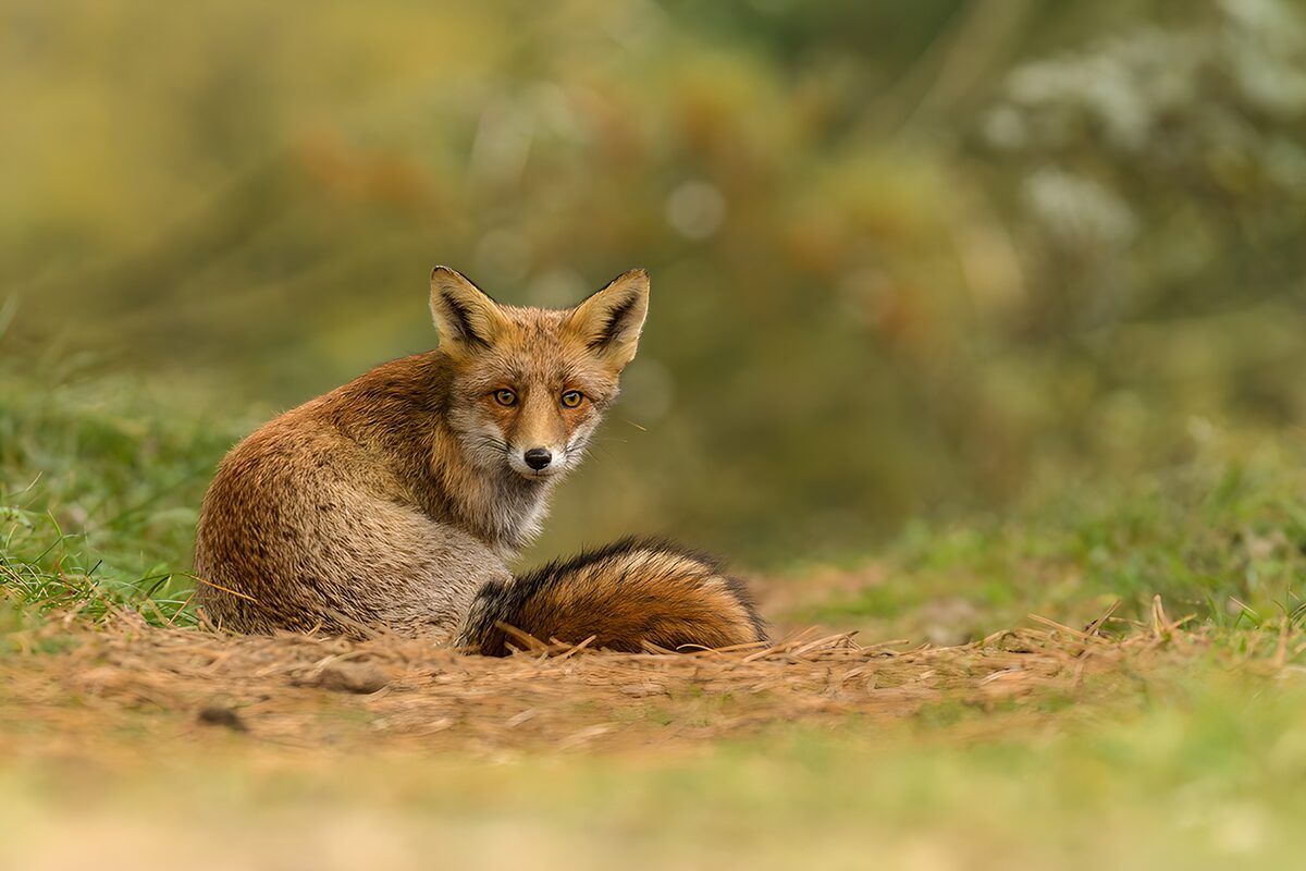 Red fox sitting quietly on earthy ground
