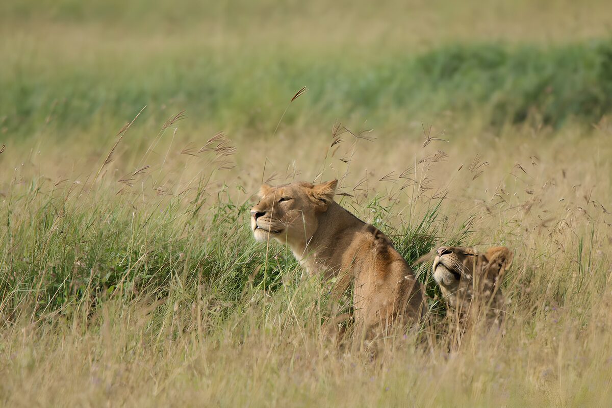 Two lionesses resting in tall grass