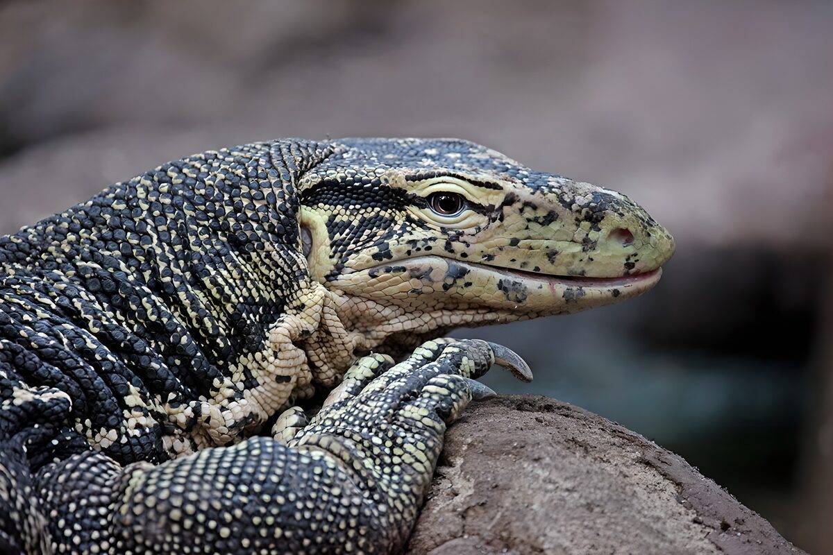 Monitor lizard resting on rough rock