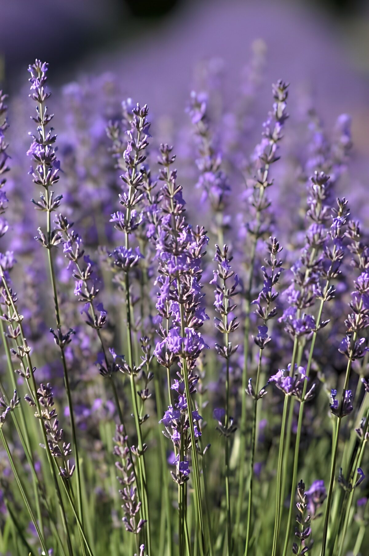 Sunlit lavender in close-up