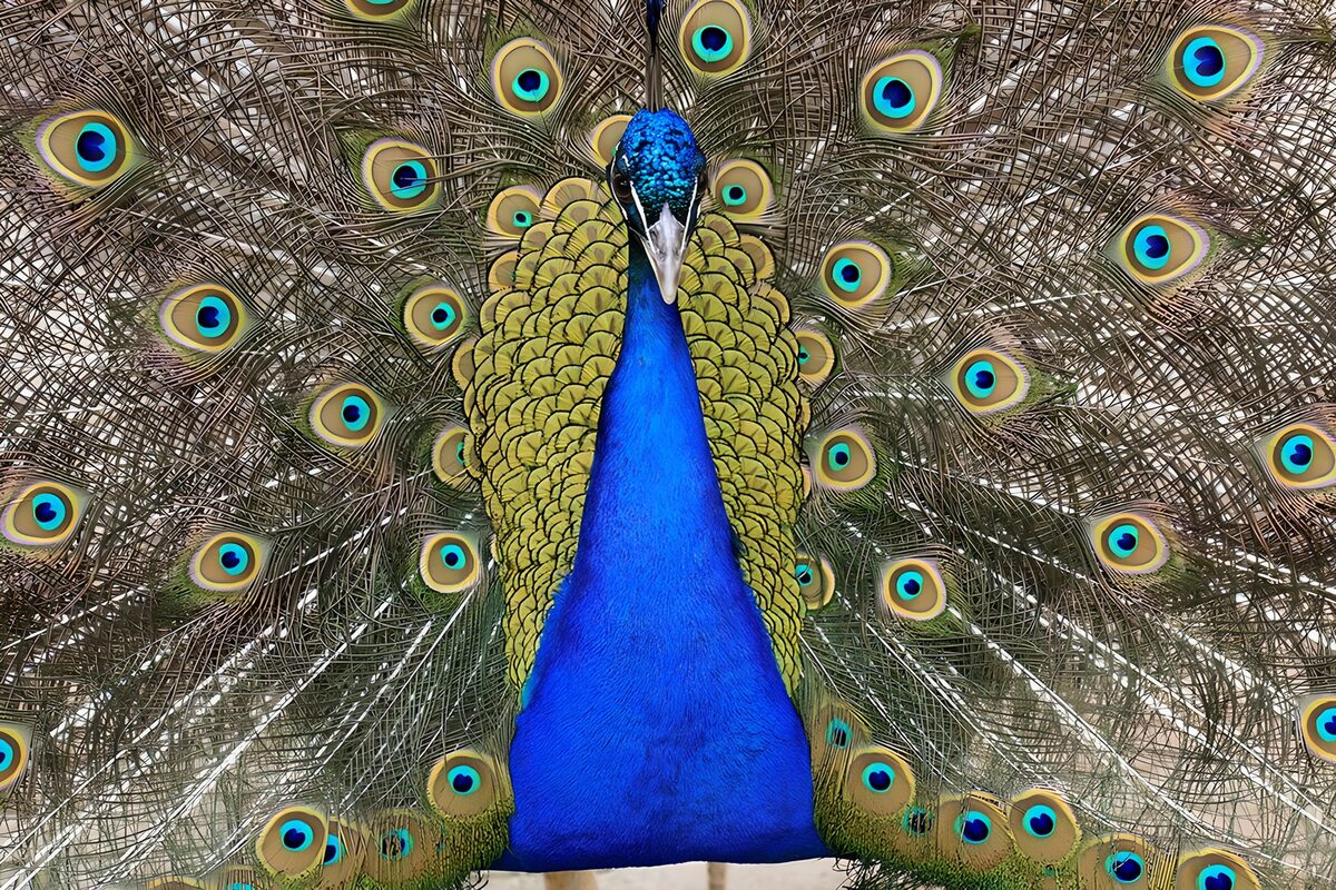 Blue peacock with a golden-green fan