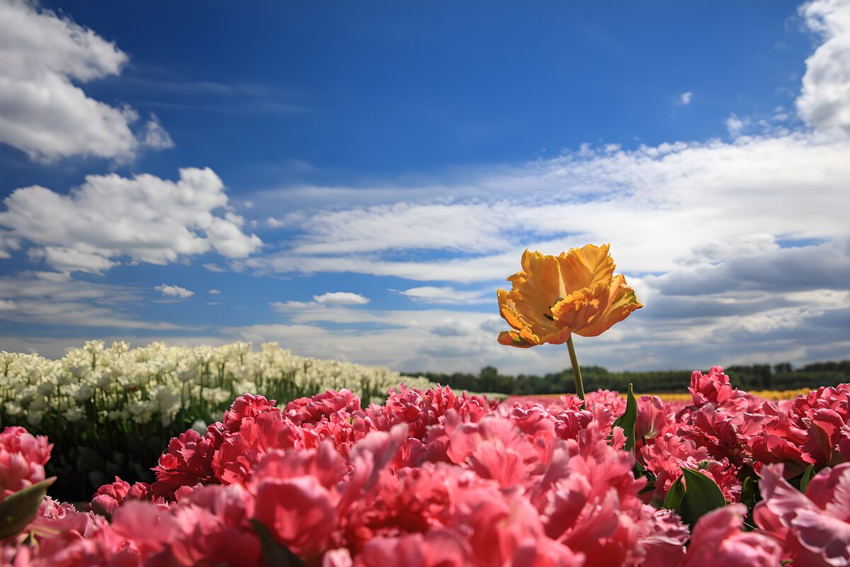 Orange tulip above a sunlit pink field