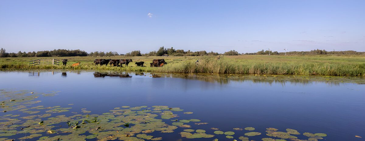 Cattle beside a quiet meadow pond