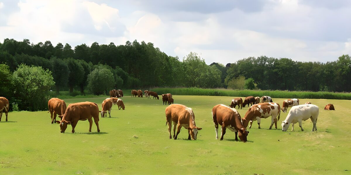 Cattle grazing in a sunlit meadow