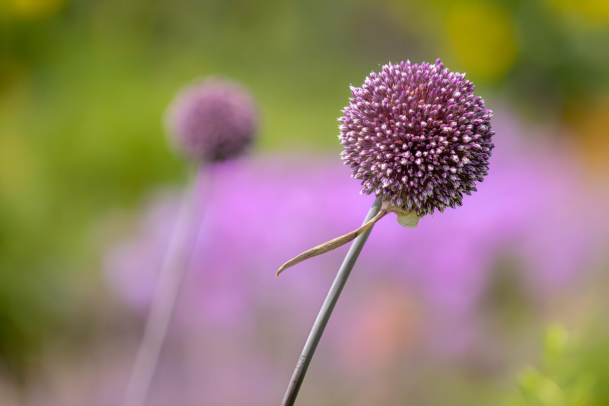 Purple allium in a soft-focus garden