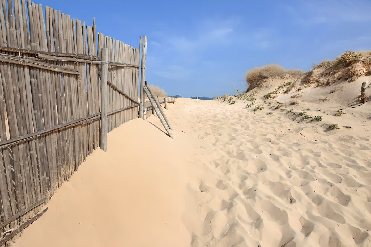 Sunlit dune path and weathered fence