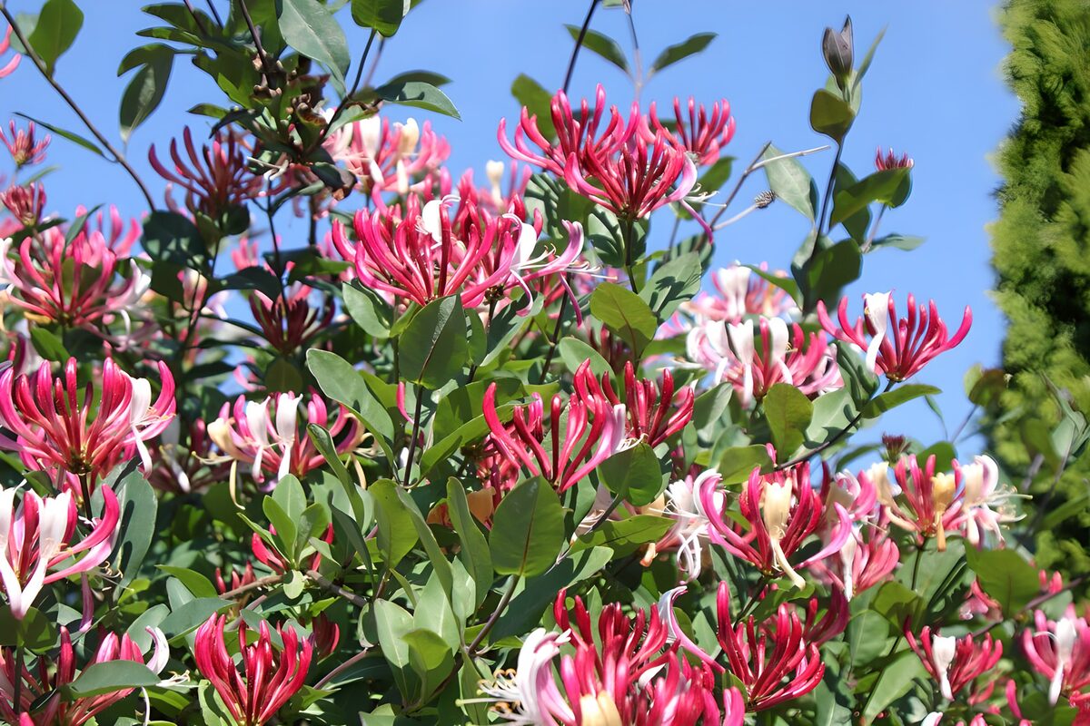 Pink and white honeysuckle in sunshine