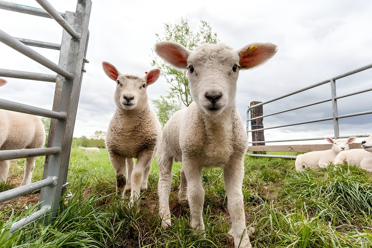 Curious lambs in green grass