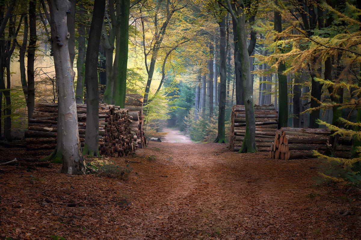 Autumn woodland path between log piles