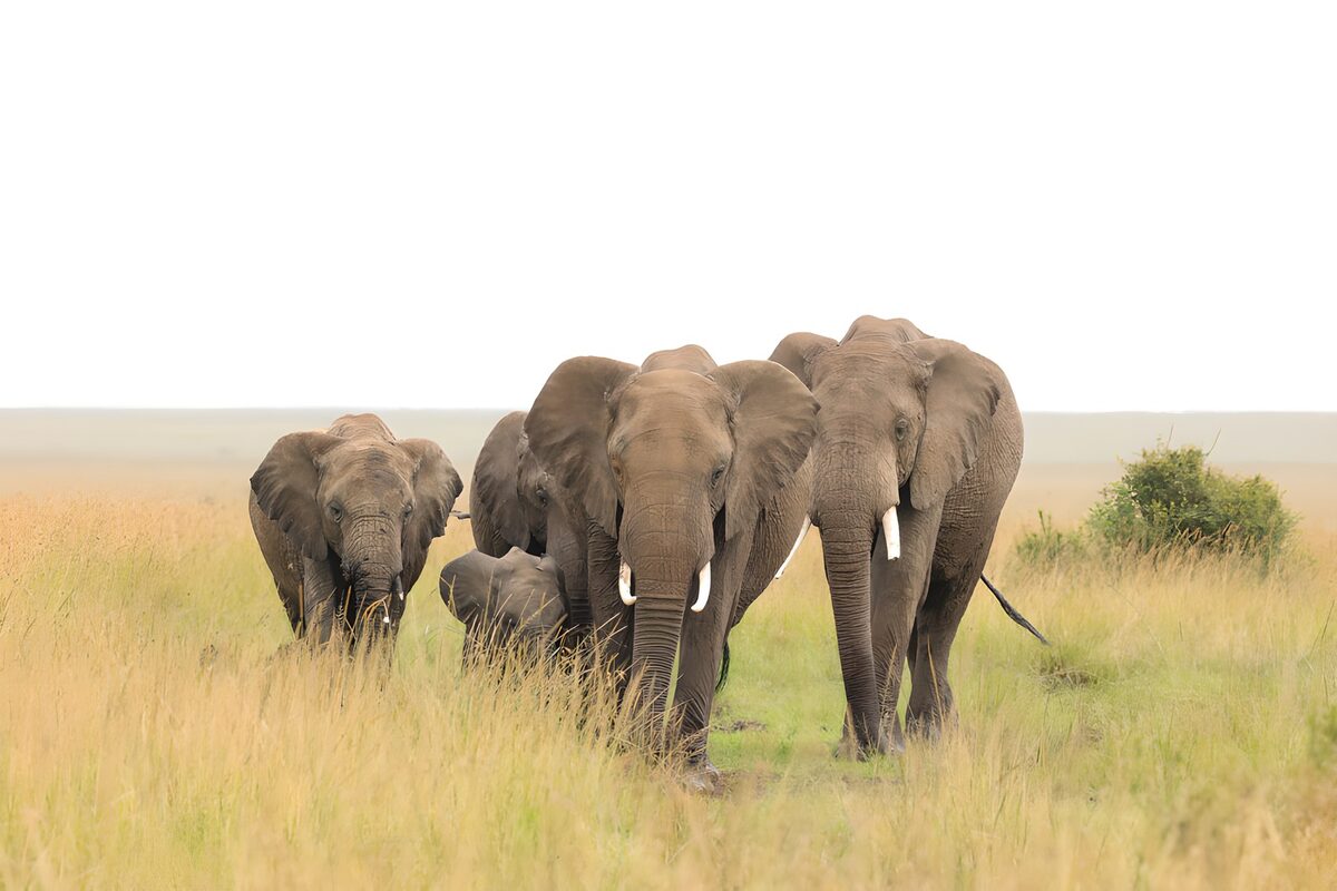 Elephant herd in warm golden grass