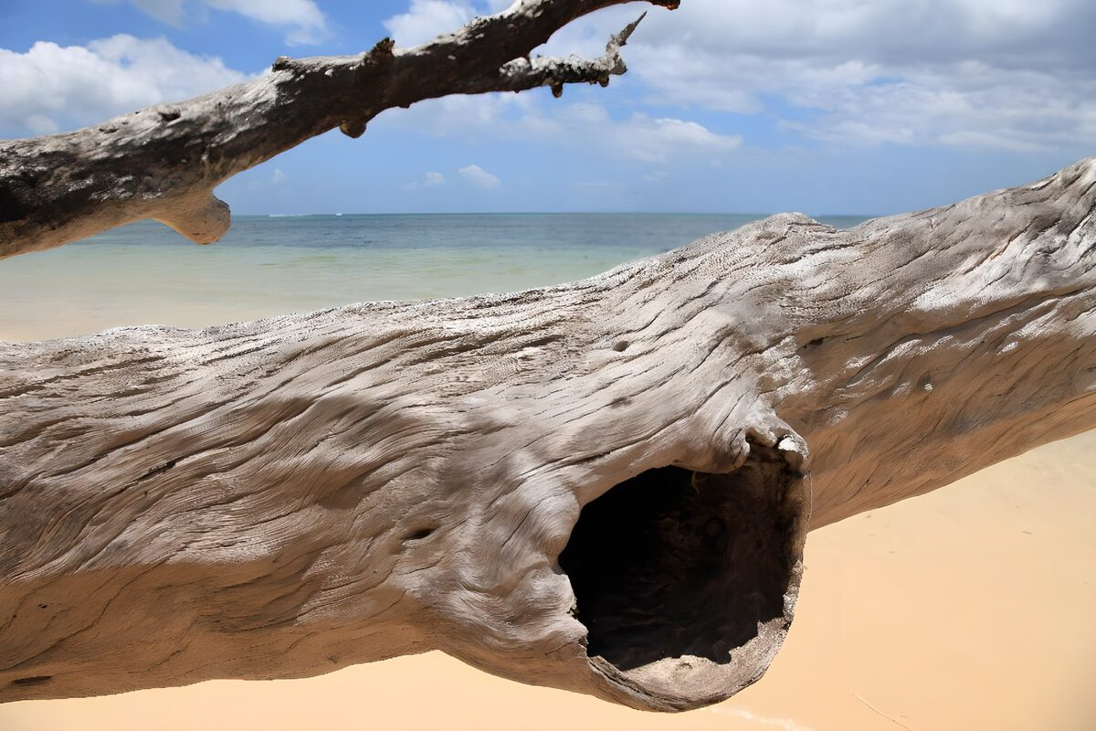 Weathered driftwood beside a calm sea