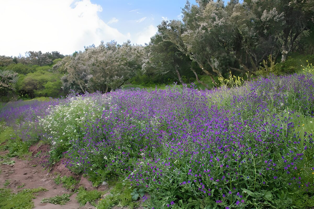 Purple wildflowers beside a winding path