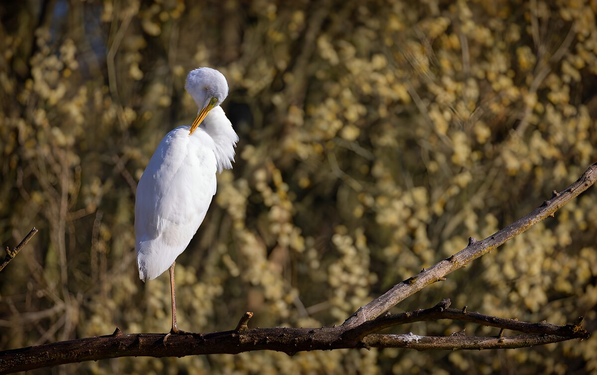 White egret preening in soft light