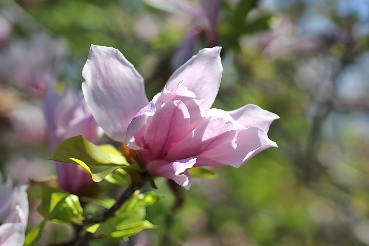 Pink magnolia in soft spring light