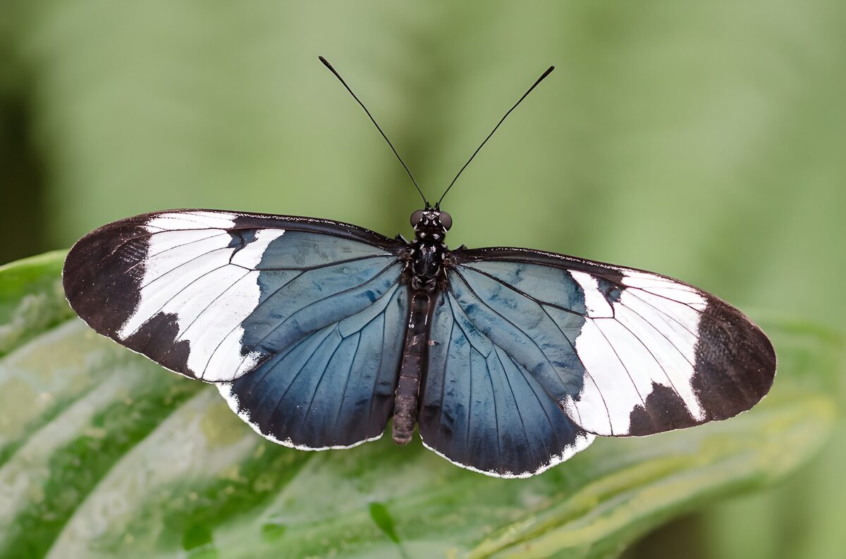 Blue and white butterfly at rest