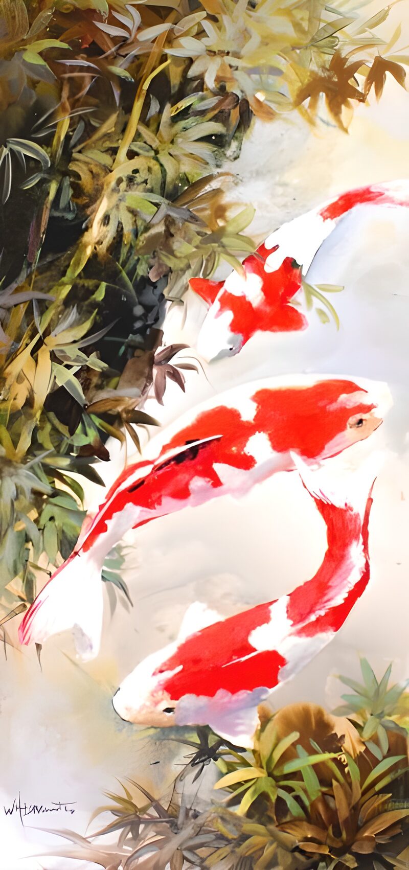 Three red-and-white koi in gentle motion