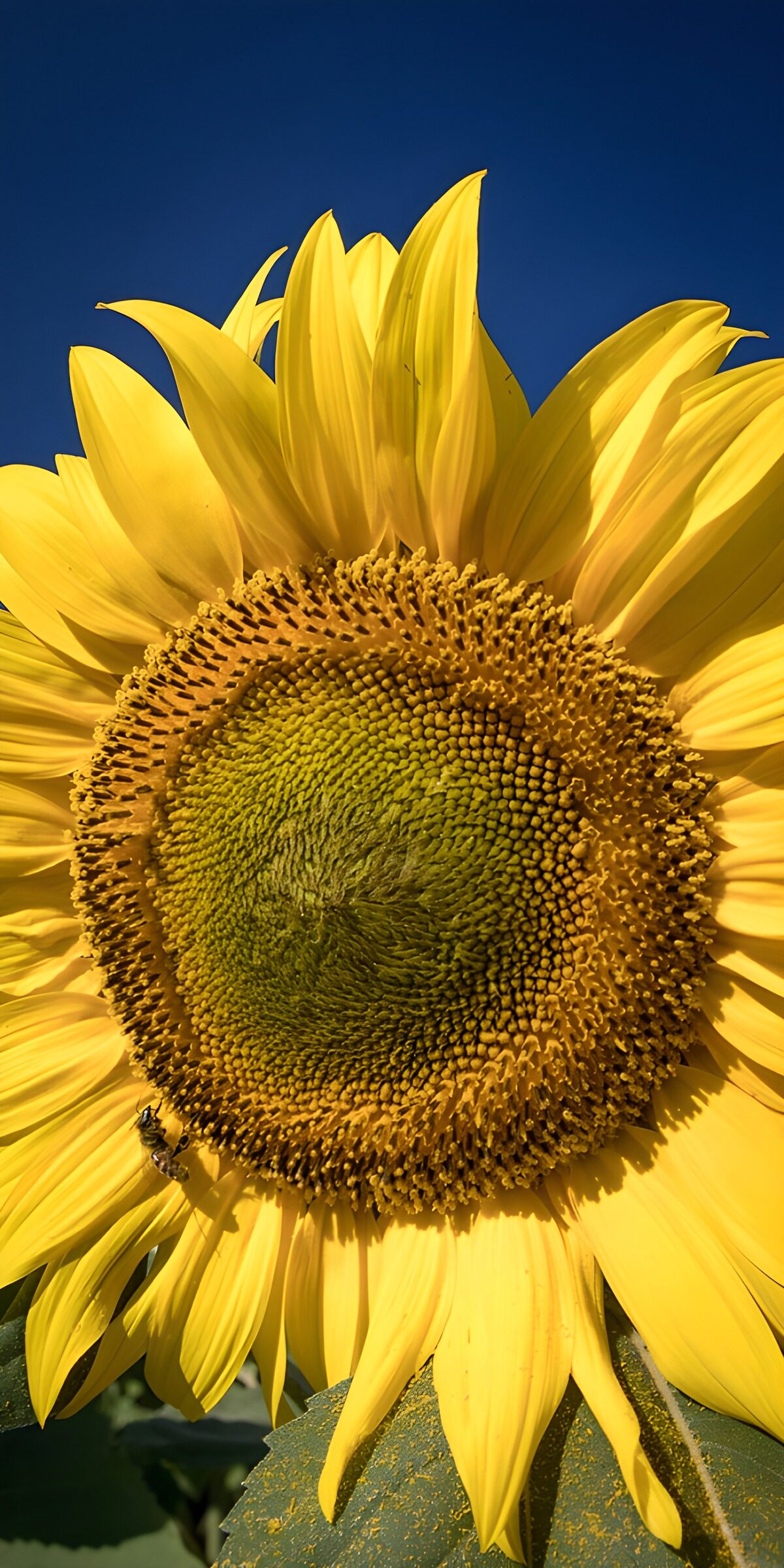 A sunflower holding summer in its petals